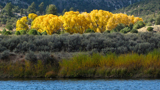 Fishpond Angles to Save the Colorado River